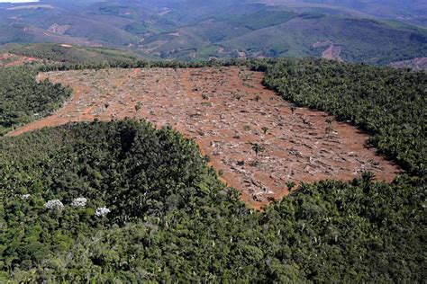 Biomas Desprotegidos Aprovada Redu O Da Prote O Vegeta O Nativa