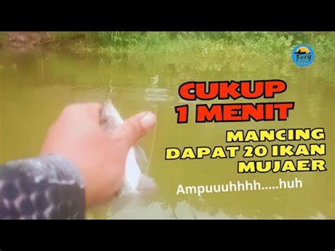 Cukup 1 Menit Mancing Dapat 20 Ikan Mujaer Ukuran 3 Jarian Mancing