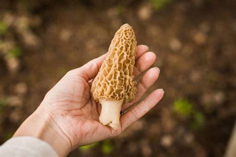 Discover Types Of Morel Mushrooms Az Animals