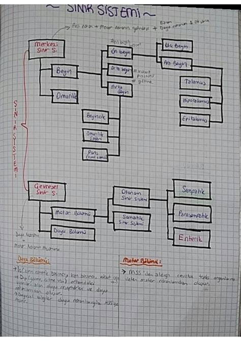 SOLUTION 11 Sinif Sinir Sistemi Ders Notu Studypool