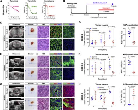 Tumor Evolution And Drug Response In Patient Derived Organoid Models Of