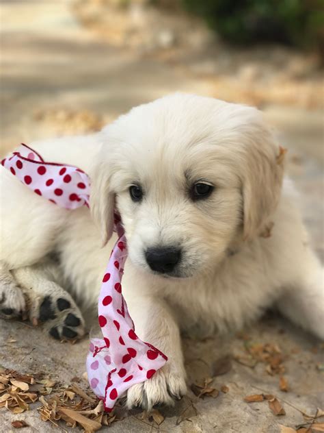 English Golden Retriever Puppies Georgia / AKC Registered English Cream Golden Retriever For ...