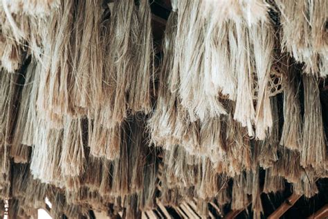 Strong Abaca Fibers A Natural Leaf Fiber Aka Called Manila Hemp Or