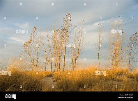 The Magic Hedge Area Of The Beach Along Lake Michigan At Montrose