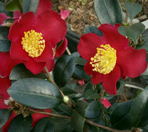 Camellia sasanqua ‘Yuletide’ | Kiefer Nursery: Trees, Shrubs, Perennials