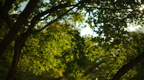 Green Leaves Tree Branches In Blur Bokeh Background 4k Hd Nature