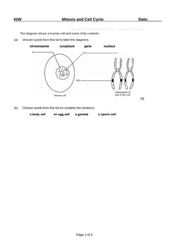 Mitosis And Cell Cycle Ks4 Teaching Resources