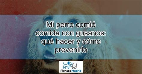 Mi Perro Comi Comida Con Gusanos Qu Hacer Y C Mo Prevenirlo