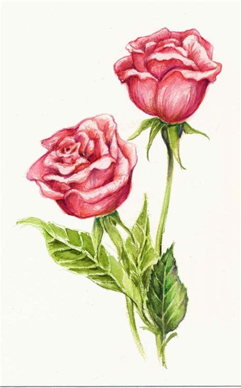 Colored Pencil Roses Drawing