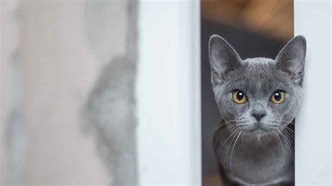 The 34 Most Popular Grey Cat Names