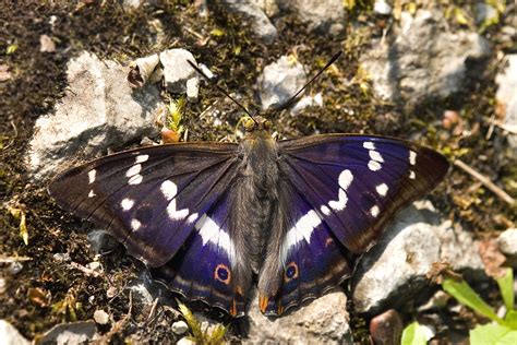 Grosser Schillerfalter (Forum für Naturfotografen)
