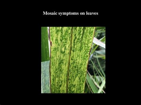 sugarcane mosaic virus