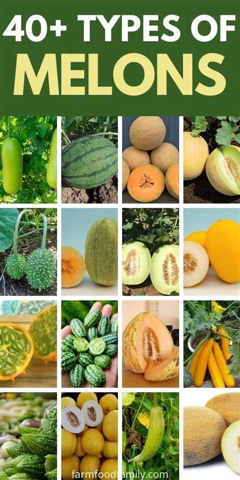 40+ Different Types of Melons With Pictures and Fun Facts | Fruits and ...