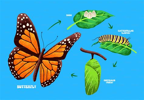 Butterfly Larva Clipart Butterfly Insect Biological Life Cycle