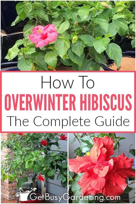 How To Overwinter Hibiscus Plants Indoors Easy Ways Hibiscus