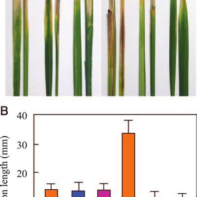 Quantitative Measurements Of NAD H And NADP H Levels In Rice