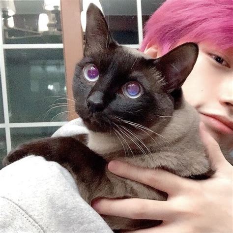 byeol ₍^._.^₎ | Animals, Cats, Lovely