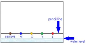 Ch Lab Paper Chromatography Chemistry Classes Ronald Reagan S H S