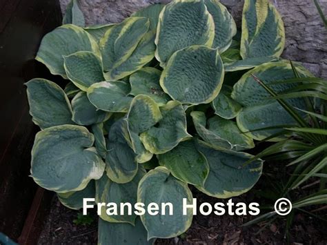 Hosta Pizzazz Fransen Hostas Hartlelie Hartlelie Planten Groen