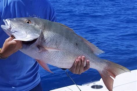 Grouper And Snapper Florida Sportfishing Charters