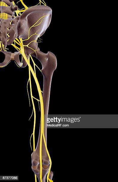 The Nerves Of The Hip And Lower Limb High Res Vector Graphic Getty Images