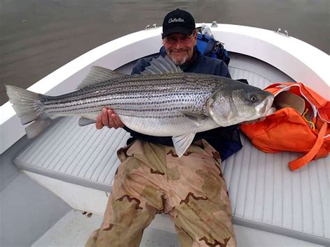 Joe Yack With A Striped Bass From The Chesapeake Bay Joe Says