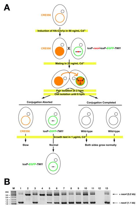 N Terminal Egfp Tagging Of Twi1 Using Cre Loxp System A A Scheme Of