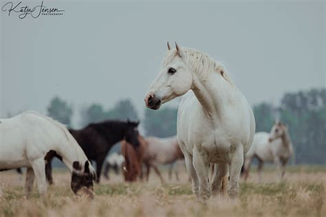 Meet the Wildhorse Herd: Our Equine Family