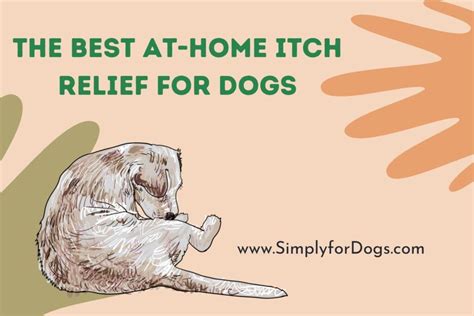 The Best At-Home Itch Relief for Dogs (Easy to Make) - Simply For Dogs