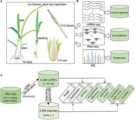 Frontiers Genome Wide Identification And Characterization Of Small