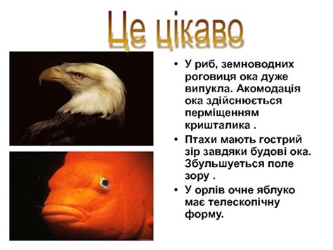 Оптичні прилади та їх застосування