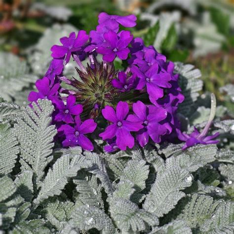 Purple Verbena (Verbena canadensis 'Homestead Purple') - Garden.org