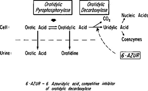 Orotic Aciduria