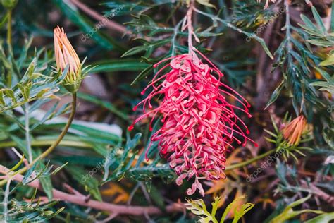 Planta De Grevillea Australiana Nativa Con Flores Rojas Al Aire Libre