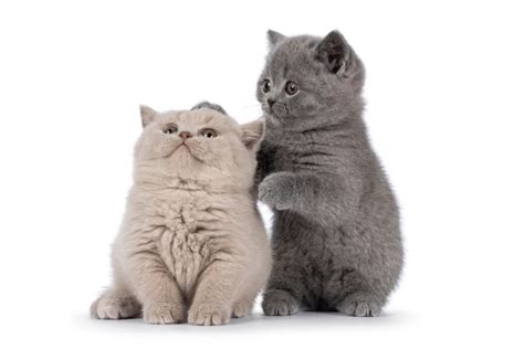 How Big Do British Shorthairs Get Vet Reviewed Growth And Weight Chart