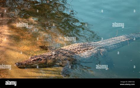 Dubai crocodile park Stock Photo - Alamy