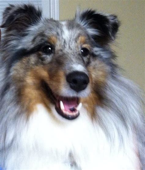 Blue Merle Sheltie Puppies For Sale California