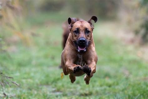 Rasseportrait Rhodesian Ridgeback Charakter Haltung DeineTierwelt