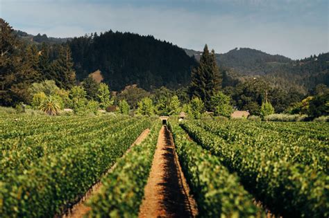 Vineyards — Matt Morris Matt Morris Vineyard Landscape