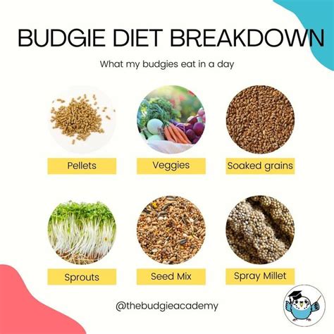 Budgie Diet Chart UK Store | www.pinnaxis.com