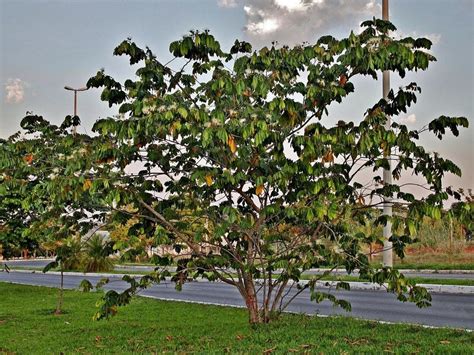 La guama, fruta venezolana rica en propiedades - Haiman el Troudi