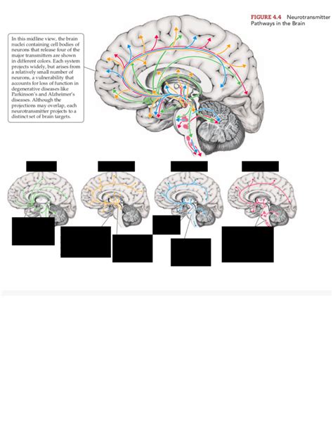 Neurotransmitter Pathways To The Brain Diagram Quizlet