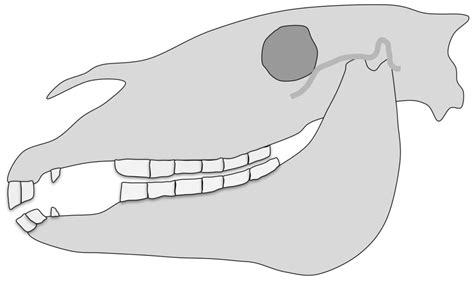 Horse teeth Diagram | Quizlet