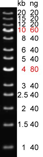 1 Kb Plus DNA Ladder NUCLEUS BIOTECH