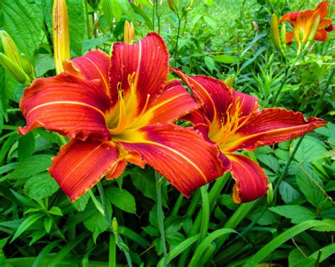 A Pair of Lilies Blooming in the Spring by CRGPhotography on DeviantArt