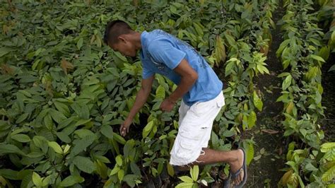 Ee Uu Impulsará La Agricultura En Puerto Rico