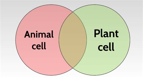 Plant vs. Animal cells by Franziska Messenböck on Prezi