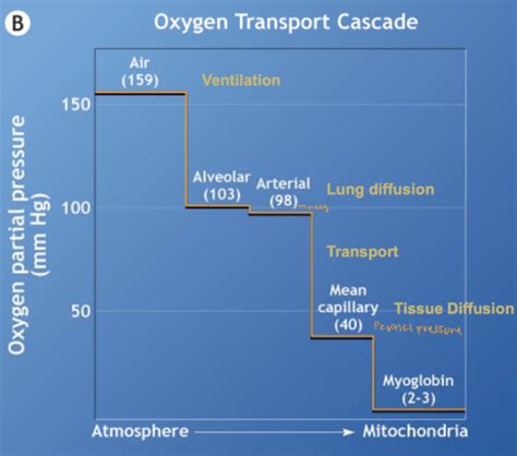 Cardiorespiratory Physiology Flashcards Quizlet