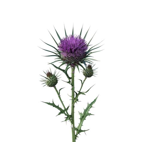 Milk thistle Plant on Transparent Background 47829919 PNG