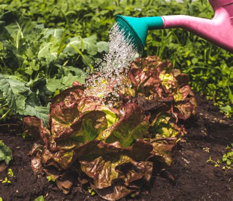 How To Grow Food In Your Backyard Smart Money Mamas